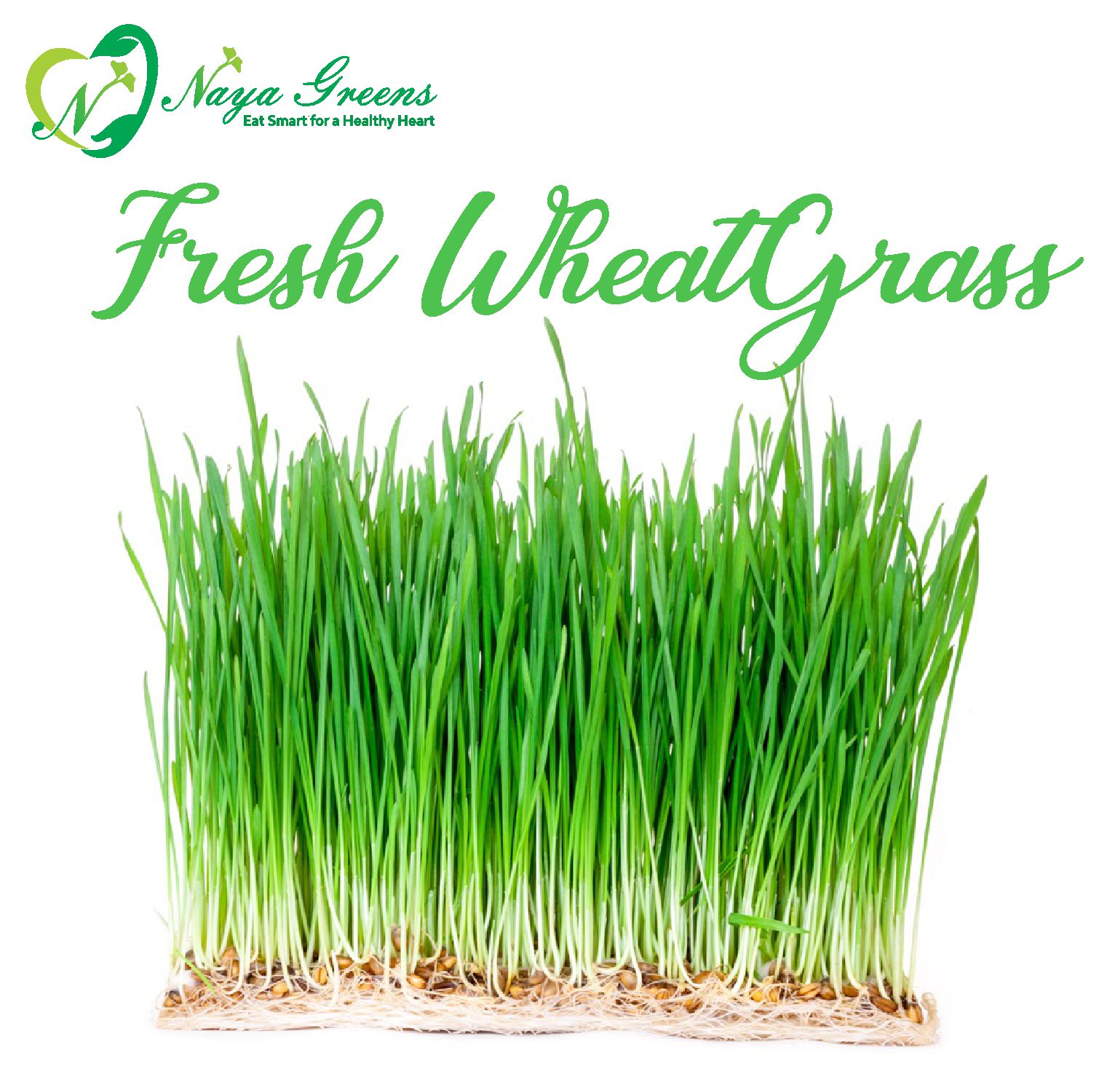 WheatGrass Fresh Nayagreen