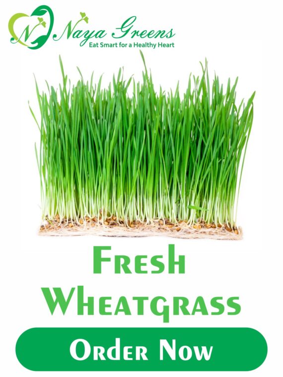 Live Ready-to-Harvest Wheatgrass Trays Subscription