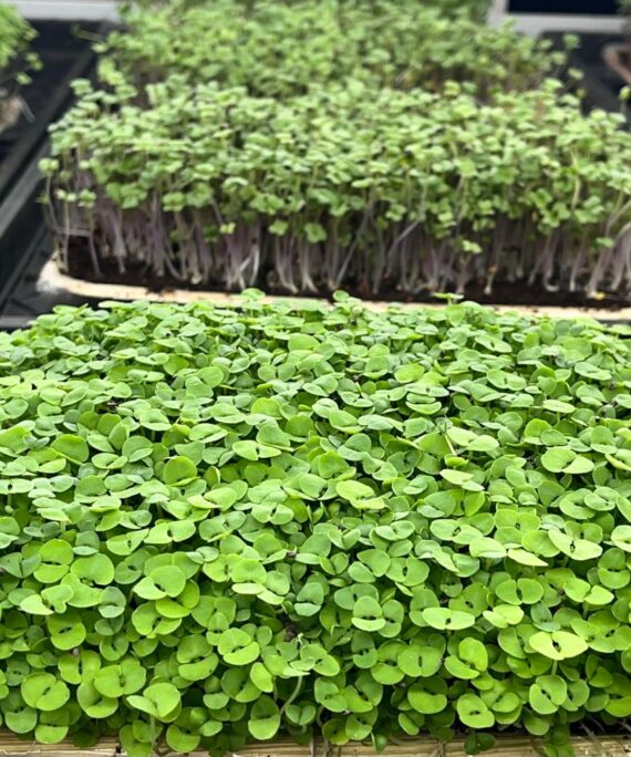 Basil Green Microgreens – Fresh Cut