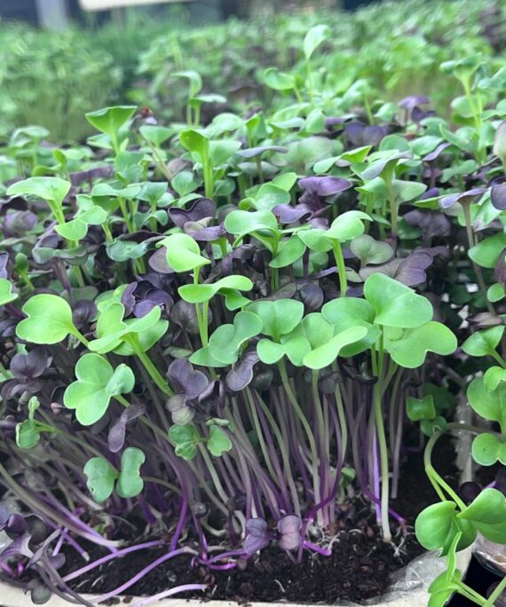 Radish Mix Microgreens – Fresh Cut