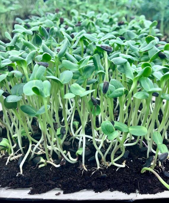 Sunflower Microgreens – Fresh Cut
