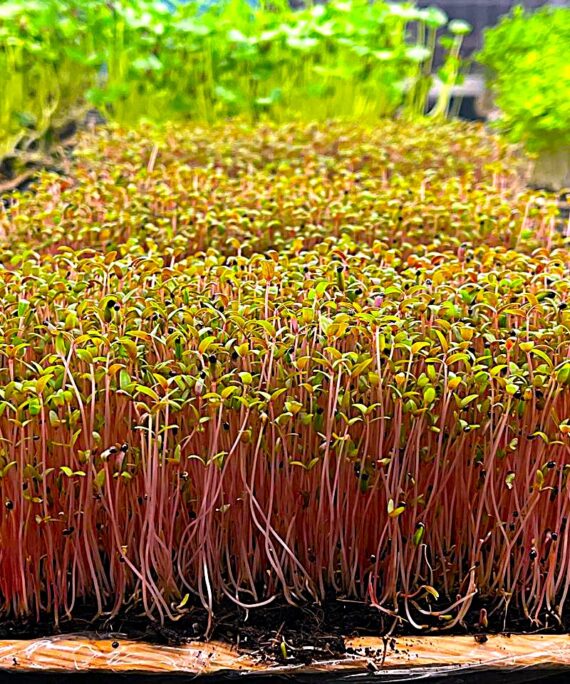 Amaranthus Red Microgreens – Fresh Cut