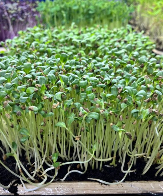 Fenugreek Metha Microgreens – Fresh Cut