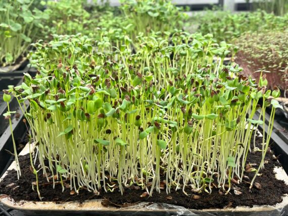 Flax Microgreens – Fresh Cut