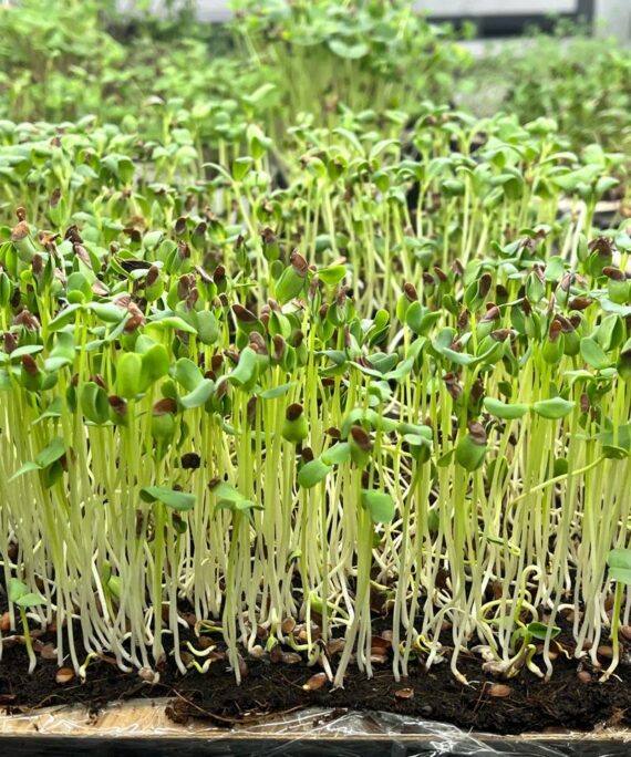 Flax Microgreens – Fresh Cut