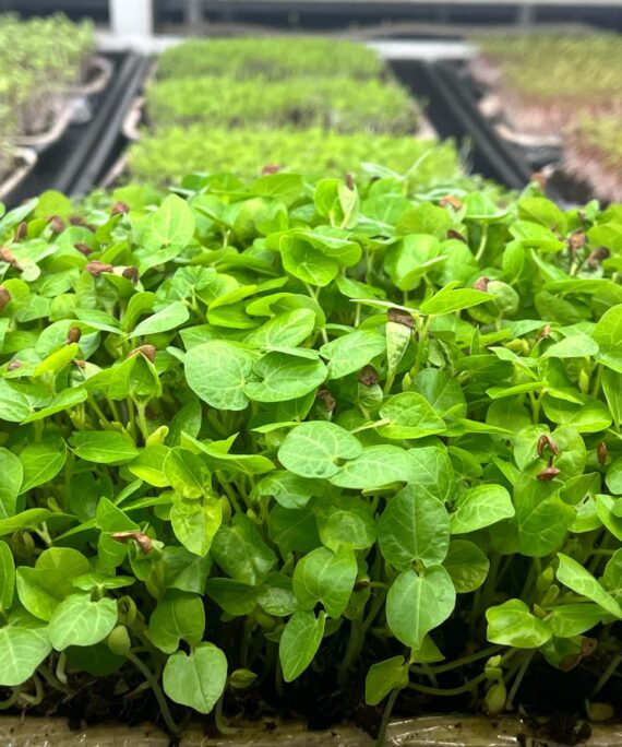 Horsegram Microgreens – Fresh Cut