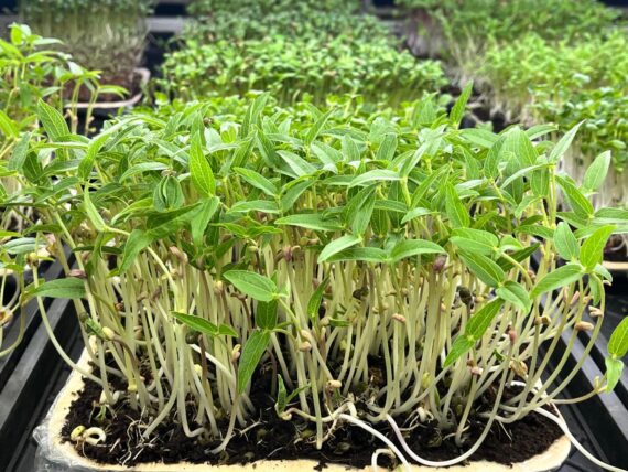 Moong Microgreens – Fresh Cut