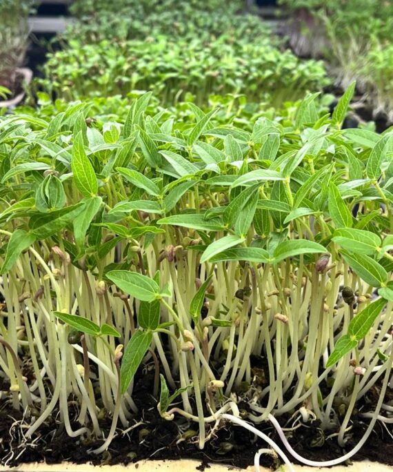 Moong Microgreens – Fresh Cut