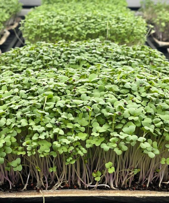 Mustard Microgreens – Fresh Cut