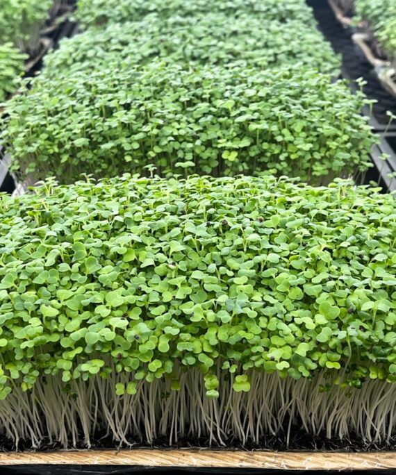 Pak Choi Microgreens – Fresh Cut