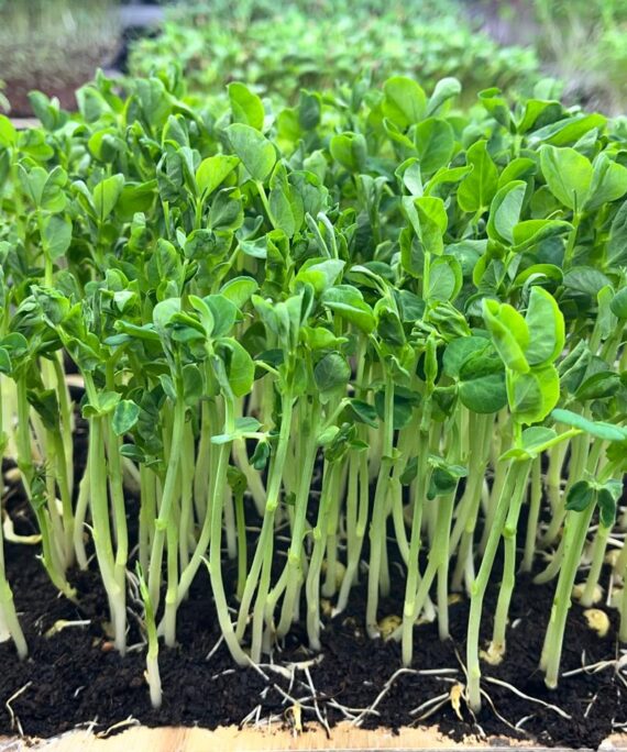 Pea Shoots Microgreens – Fresh Cut