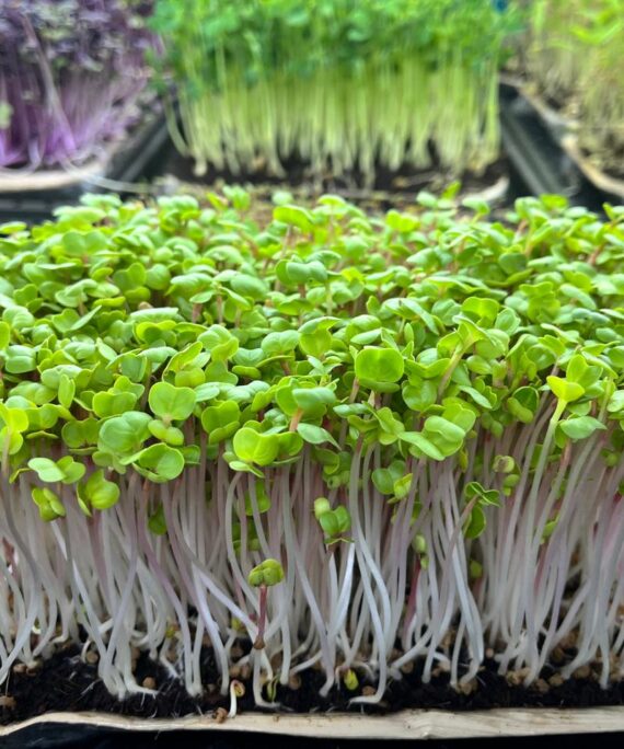 Radish Pink Microgreens – Fresh Cut