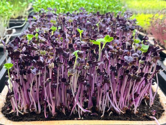 Radish Purple Microgreens – Fresh Cut
