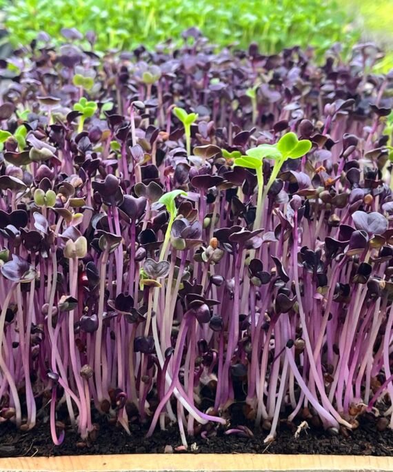 Radish Purple Microgreens – Fresh Cut