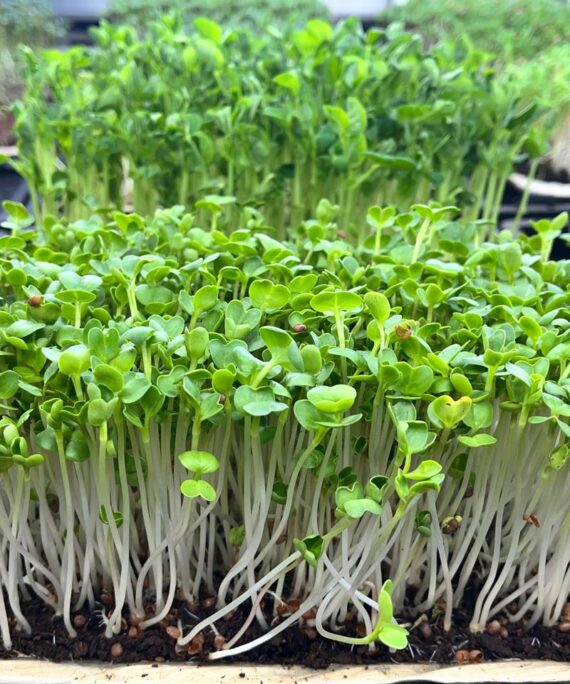 Radish White Microgreens – Fresh Cut