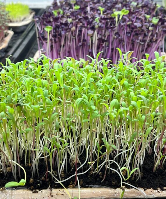 Spinach Microgreens – Fresh Cut