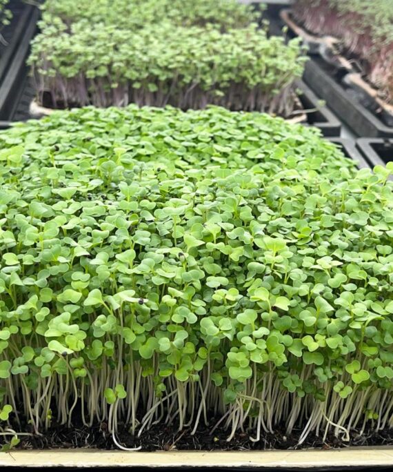 Turnip Microgreens – Fresh Cut