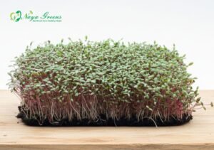 Amaranthus Greens Microgreens - Live Tray