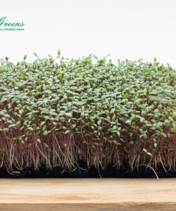 Amaranthus Greens Microgreens - Live Tray