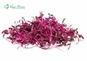 Amaranthus Red Microgreens – Fresh Cut