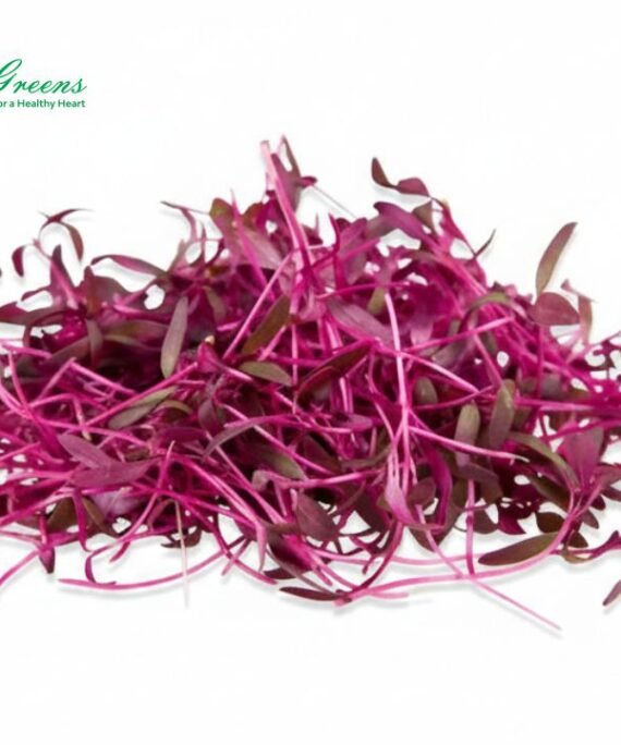 Amaranthus Red Microgreens – Fresh Cut