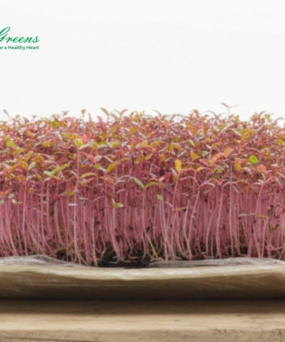 Amaranthus Red Microgreens - Live Tray