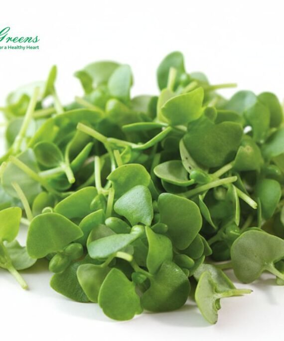 Basil Green Microgreens – Fresh Cut