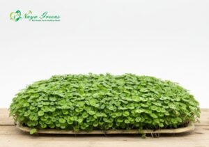 Basil Microgreens - Live Tray