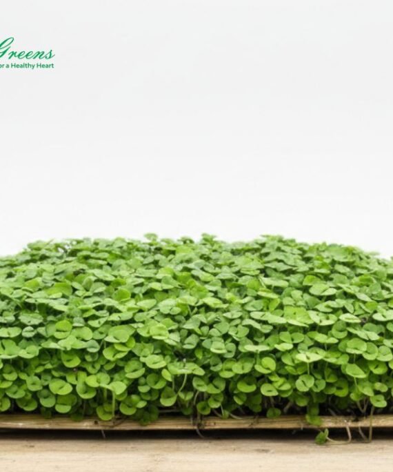 Basil Microgreens - Live Tray