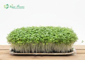 Broccoli Microgreens - Live Tray