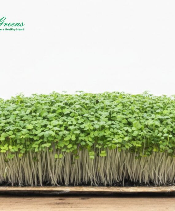 Broccoli Microgreens - Live Tray