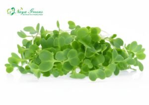 Cabbage Microgreens – Fresh Cut