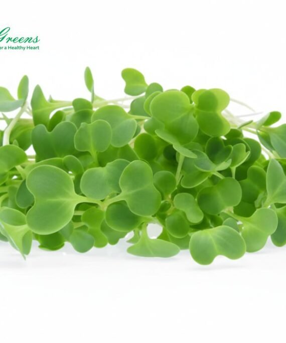 Cabbage Microgreens – Fresh Cut