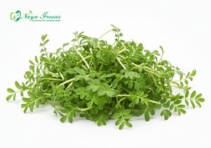 Chickpeas Microgreens – Fresh Cut