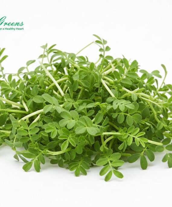 Chickpeas Microgreens – Fresh Cut