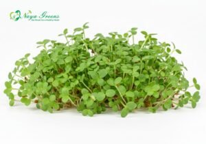 Clover Microgreens – Fresh Cut