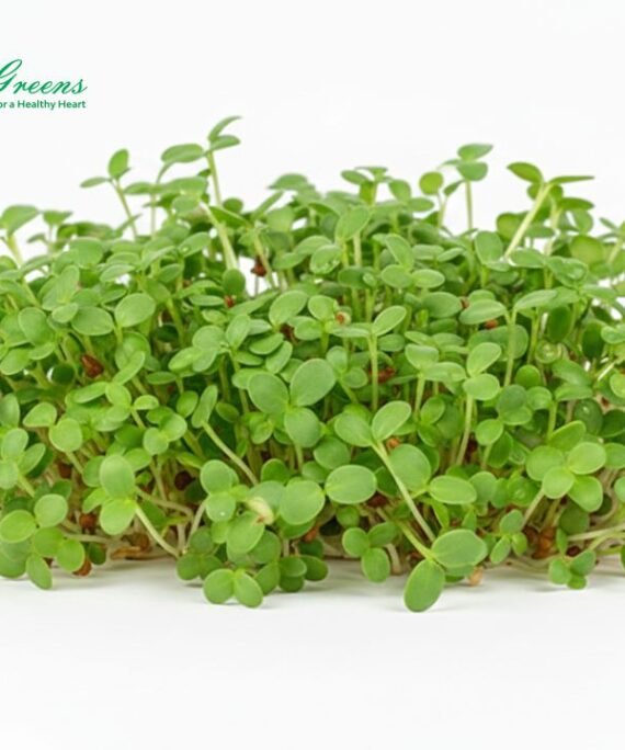 Clover Microgreens – Fresh Cut