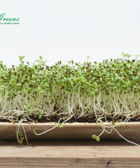 Clover Microgreens - Live Tray