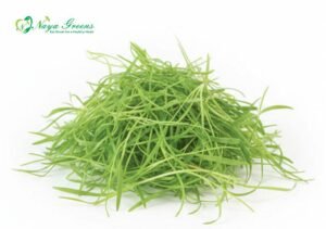Fennel Microgreens – Fresh Cut