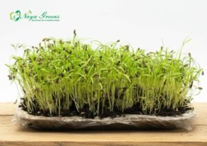 Fennel Microgreens - Live Tray