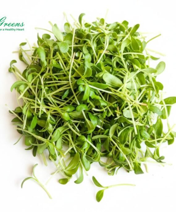 Fenugreek Metha Microgreens – Fresh Cut