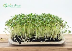 Fenugreek Microgreens - Live Tray