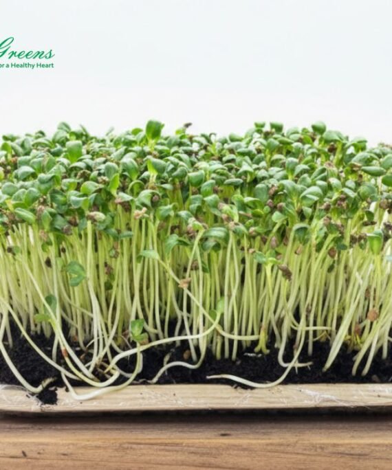Fenugreek Microgreens - Live Tray
