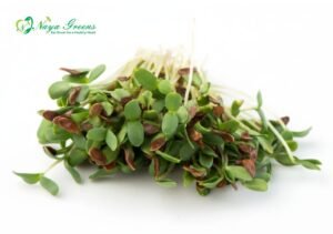 Flax Microgreens – Fresh Cut