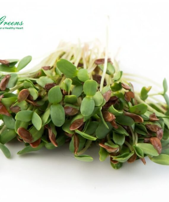 Flax Microgreens – Fresh Cut