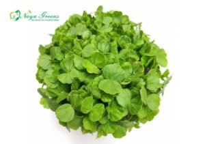 Gongura Roselle Microgreens – Fresh Cut