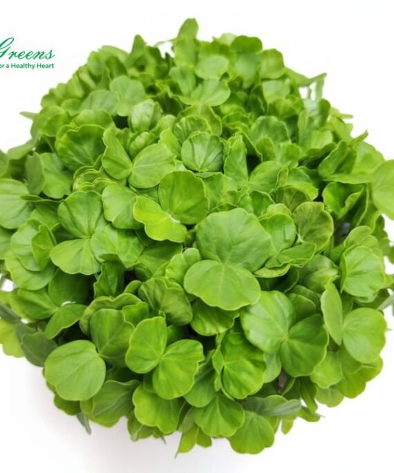 Gongura Roselle Microgreens – Fresh Cut