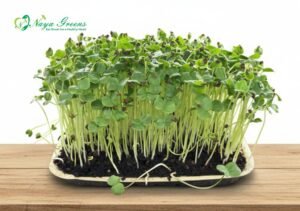 Gongura Roselle Microgreens - Live Tray