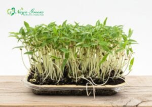 Moong Microgreens - Live Tray