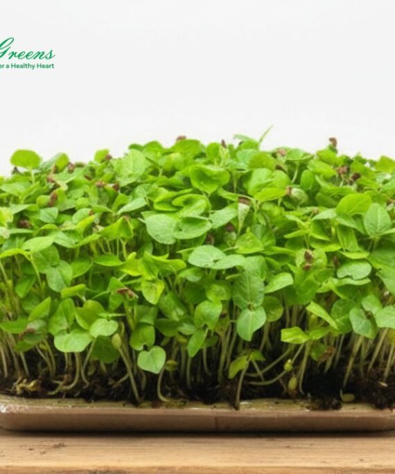 Horsegram Microgreens - Live Tray